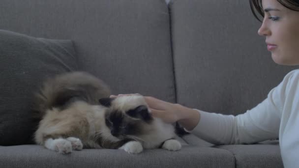 若い女性自宅でリラックスに笑みを浮かべて 彼女はソファの上の彼女の美しい長い髪猫を抱きしめること — ストック動画