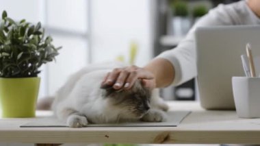 Mutlu kedi sahibi cuddling onu evde beslenen hayvan