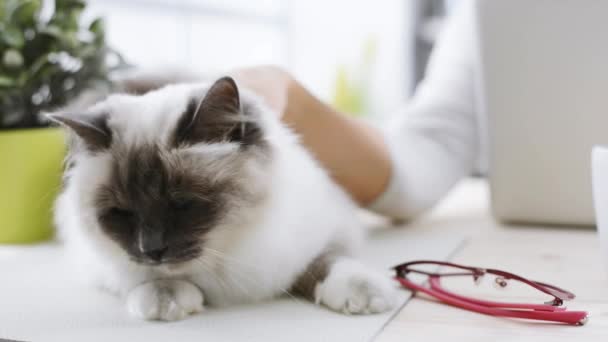 Katzenbesitzerin kuschelt ihr Haustier — Stockvideo