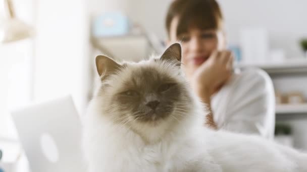 かわいい長い髪猫のポーズ — ストック動画
