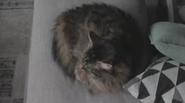 Güzel kedi evdeki kanepede uzanıyor ve dinleniyor.