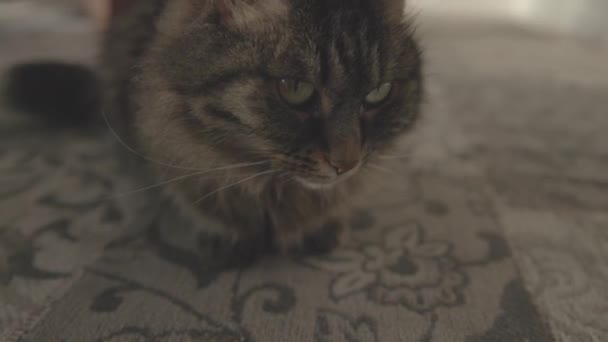 Όμορφη γάτα χαλαρώνοντας στο χαλί στο σπίτι — Αρχείο Βίντεο