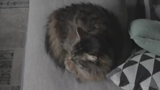 Precioso gato acostado en el sofá en casa y relajante — Vídeo de stock
