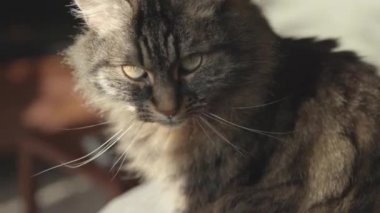 Güzel uzun saçlı kedi poz veriyor.