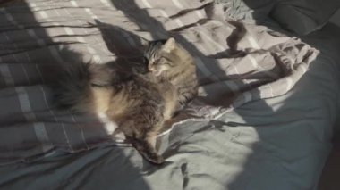 Güzel kedi yatakta dinleniyor ve tımar ediliyor.