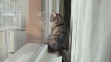 Güzel kedi pencere eşiğinde oturuyor ve etrafına bakıyor.