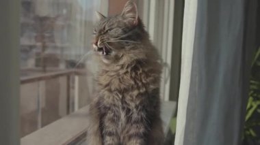 Kedi pencerenin yanında oturuyor ve tımar ediyor.