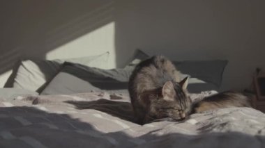 Şirin kedi evde yatakta dinleniyor.