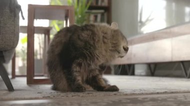 Güzel kedi evde tırmalıyor ve yürüyor.
