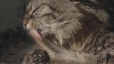 Güzel kedi kanepede uzanıyor ve kürkünü yalıyor.