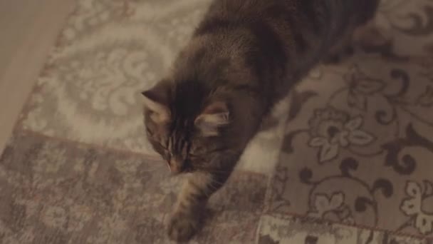 Кіт ходить на килимі і досліджує — стокове відео