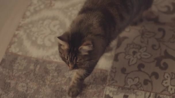 Chat marchant sur le tapis et explorant — Video