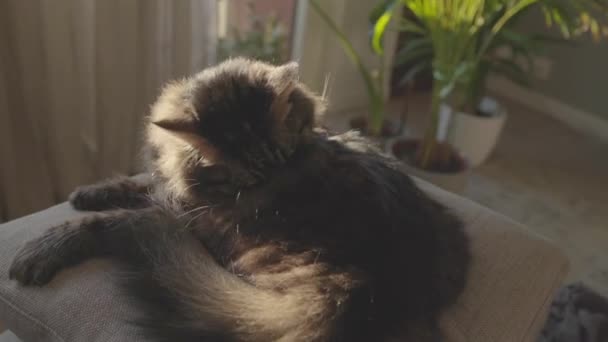 Uzun saçlı kedi kanepede uzanıyor ve kendini tımar ediyor. — Stok video