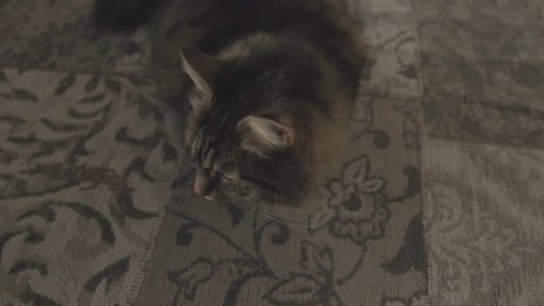 Красива кішка розслабляється на килимі вдома — стокове відео