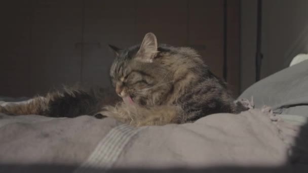 Любимая кошка расслабляется на кровати и ухаживает за собой — стоковое видео