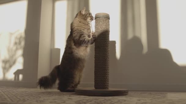 Прекрасная кошка играет с игрушкой дома — стоковое видео
