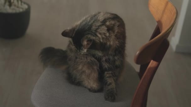 猫坐和梳妆打扮 — 图库视频影像