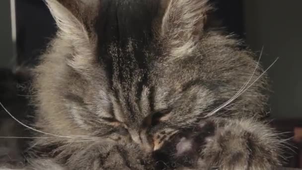 Υπέροχη γάτα ξαπλωμένη στον καναπέ και γλείφει τη γούνα της. — Αρχείο Βίντεο