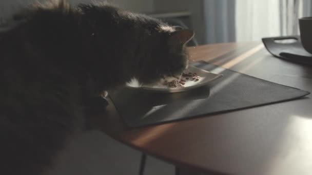 Precioso gato comiendo su comida en la cocina — Vídeos de Stock