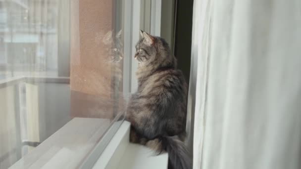 Lovely cat sitting on the windowsill and looking around — 비디오