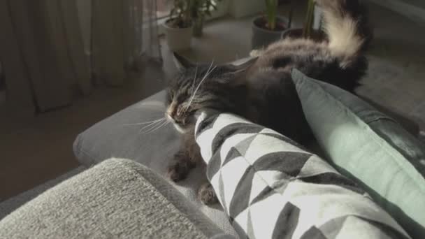 Precioso gato acostado en el sofá y masticando un cojín — Vídeos de Stock