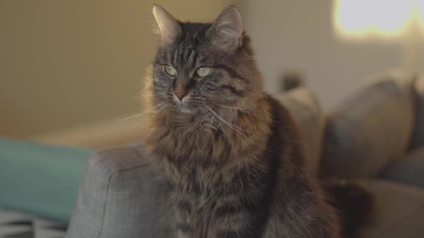 Красивая кошка позирует на диване дома — стоковое видео