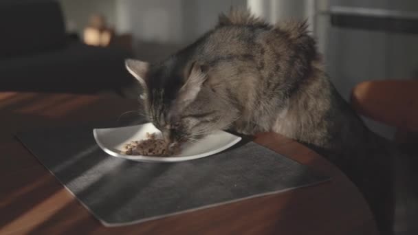 Precioso gato comiendo su comida en la cocina — Vídeo de stock