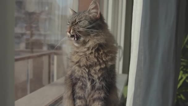 Gato sentado ao lado de uma janela e arrumação — Vídeo de Stock