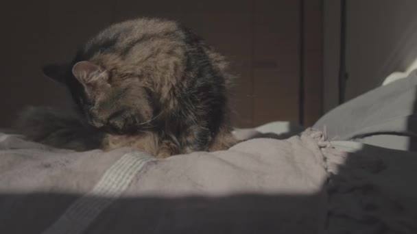 Bel gatto rilassante sul letto e toelettatura — Video Stock