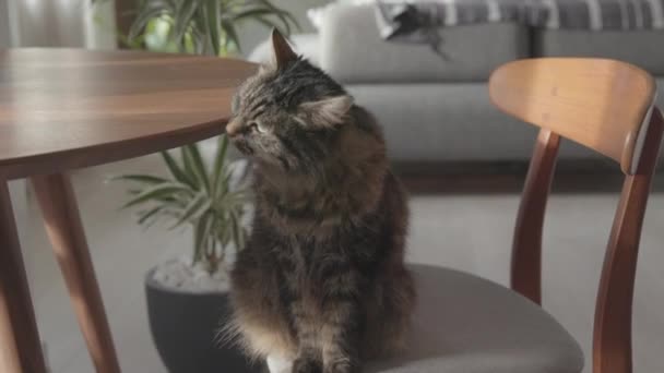 Красива кішка сидить на стільці на кухні — стокове відео
