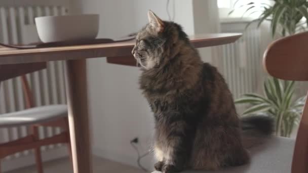 Niedliche Katze sitzt auf einem Stuhl und gähnt — Stockvideo