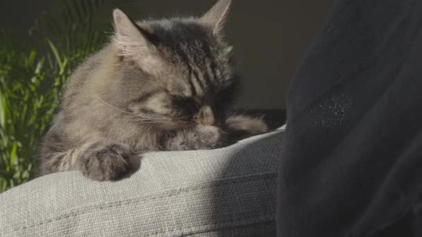 Милая кошка лежит на диване и облизывает мех. — стоковое видео