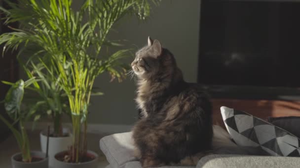 Hermoso gato relajándose en el salón — Vídeos de Stock