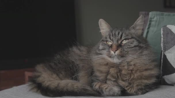 Schöne Katze zu Hause auf dem Sofa liegend und entspannend — Stockvideo