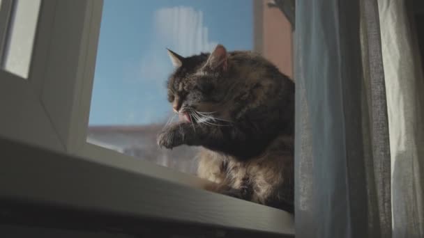 Cat sitting next to a window and grooming — Stock Video