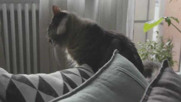 Niedliche Katze springt vom Sofa und läuft herum — Stockvideo