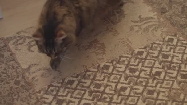 Милый кот ухаживает за шерстью на ковре — стоковое видео