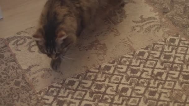 Mignon chat toilettage fourrure sur le tapis 