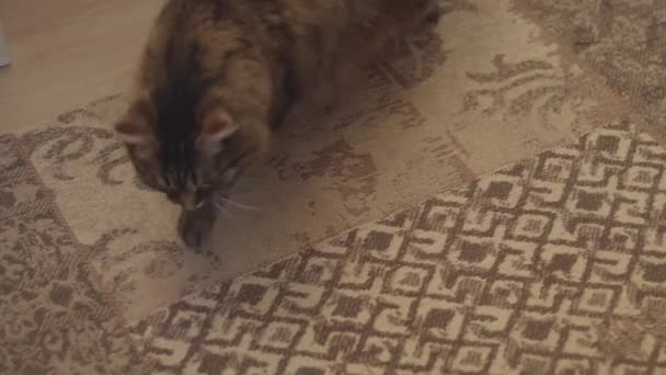 Şirin kedi, halıda kürk yetiştiriyor. — Stok video