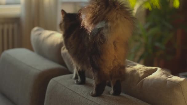 Mooie kat thuis. — Stockvideo