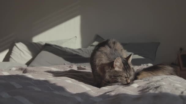 Söt katt avkopplande på sängen hemma — Stockvideo