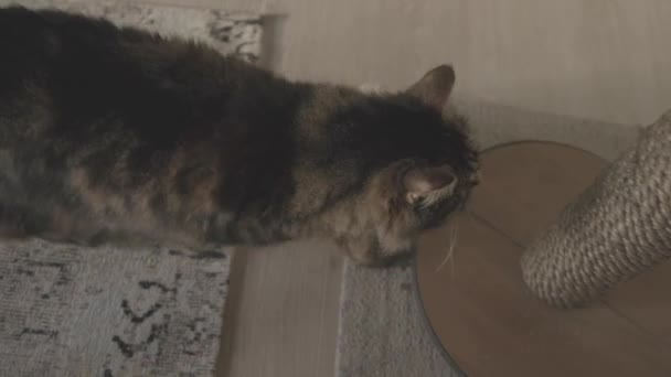 Charmant chat griffant des ongles sur le poteau à gratter 