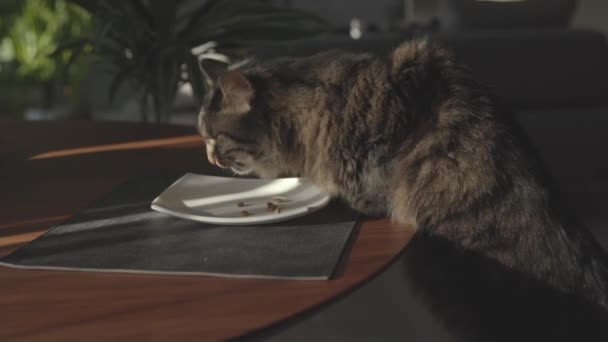 सुंदर बिल्ली रसोई में अपना भोजन खा रही है — स्टॉक वीडियो