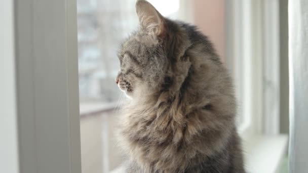Krásná kočka pózuje doma a rozhlíží se kolem — Stock video