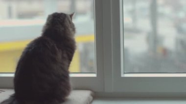 Güzel kedi pencere eşiğinde oturuyor ve etrafına bakıyor.