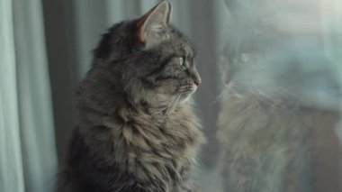 Güzel kedi pencere eşiğinde oturuyor ve etrafına bakıyor.