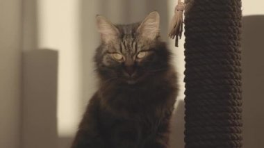 Güzel kedi evde bir oyuncakla oynuyor.