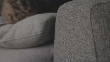 Güzel kedi evdeki kanepede uzanıyor ve dinleniyor.