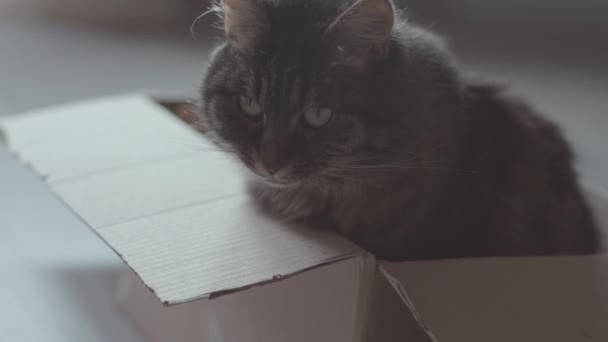 Gato adorável sentado em uma caixa de papelão — Vídeo de Stock