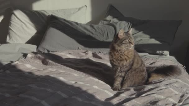 Schöne Katze entspannt sich auf dem Bett und pflegt — Stockvideo